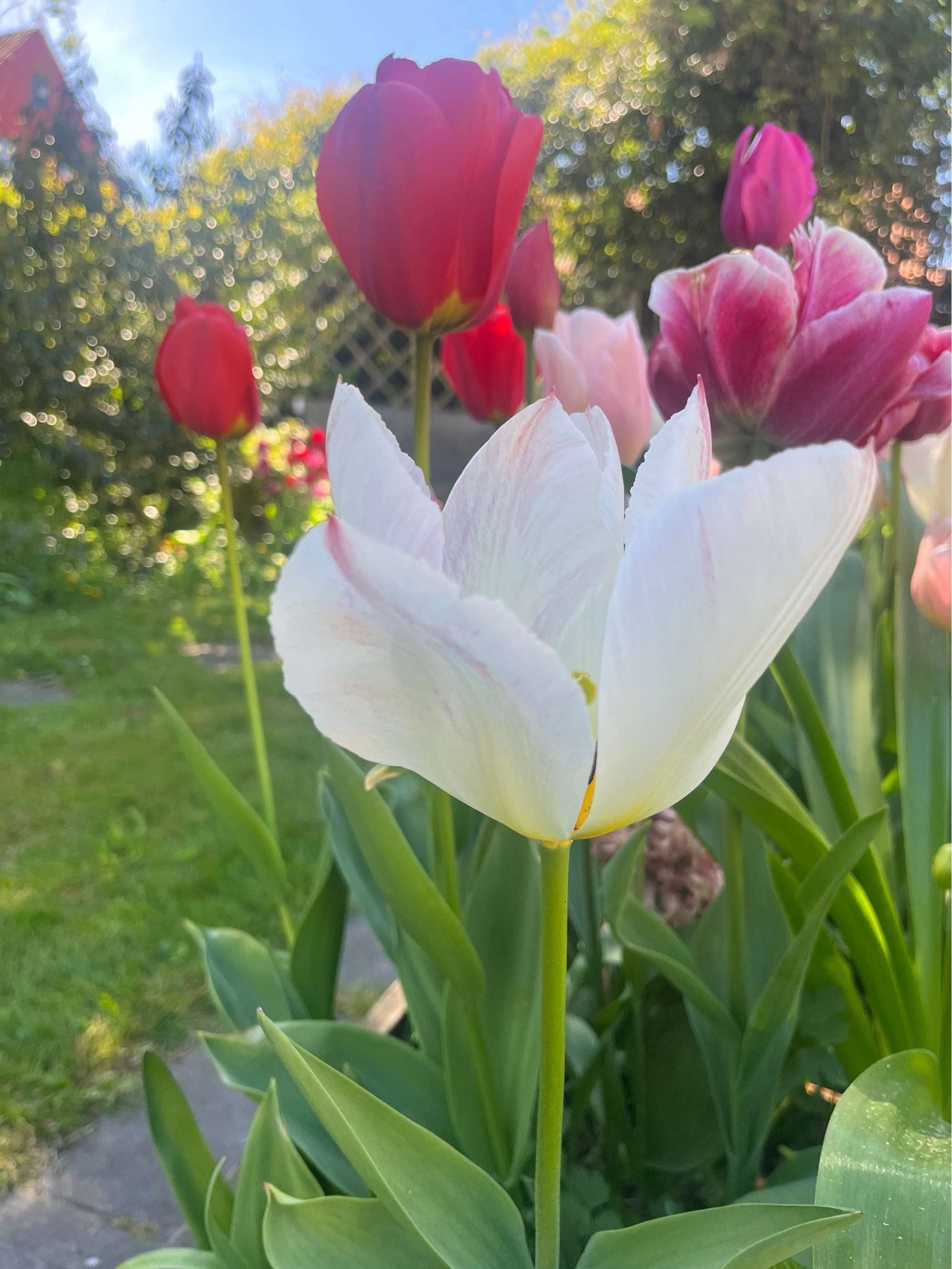 'Svaneke Delight' exklusiv lökmix